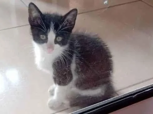 Gato ra a SRD idade Abaixo de 2 meses nome Filhote