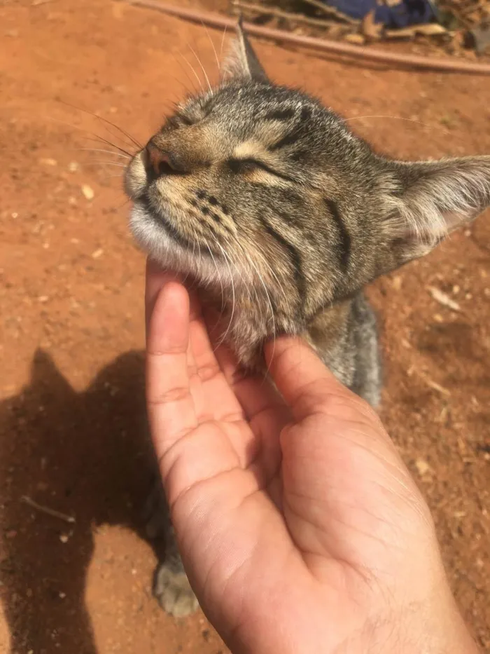 Gato ra a  idade 7 a 11 meses nome Donatela 