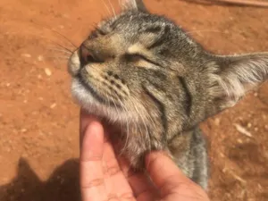 Gato raça  idade 7 a 11 meses nome Donatela 