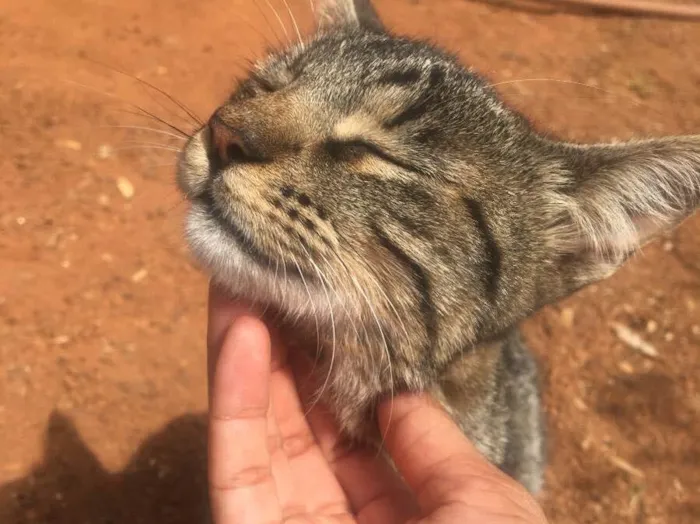 Gato ra a  idade 7 a 11 meses nome Donatela 