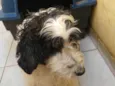 Snoop