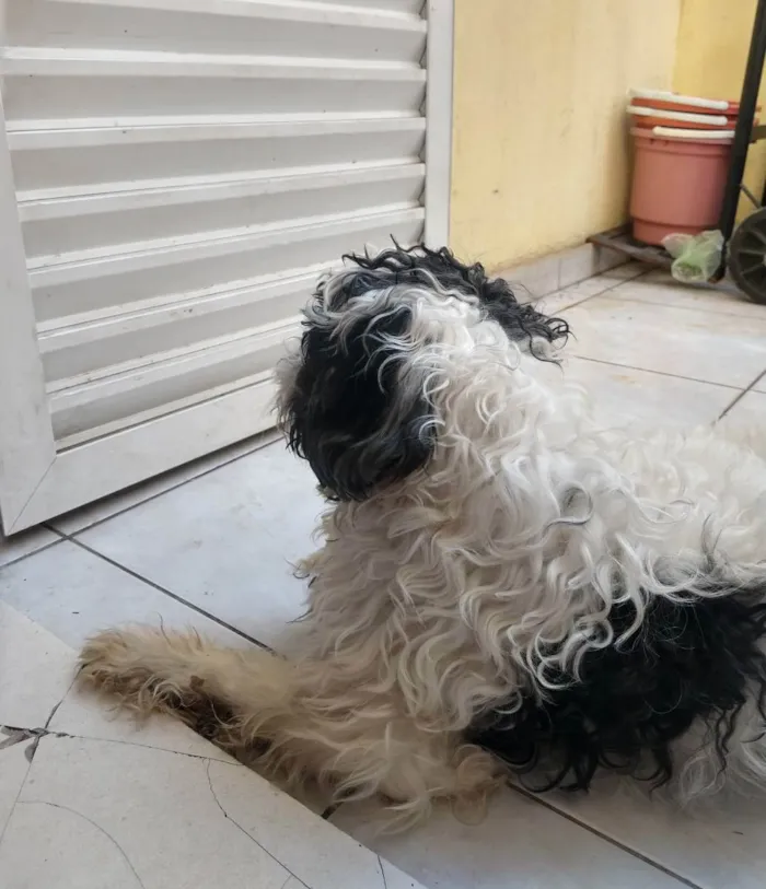 Cachorro ra a Misto  idade 6 ou mais anos nome Snoop 