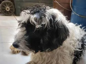 Cachorro raça Misto  idade 6 ou mais anos nome Snoop 