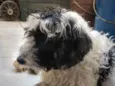 Snoop