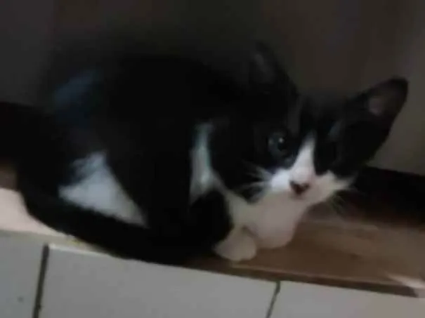 Gato ra a Misturada idade Abaixo de 2 meses nome Zequinha