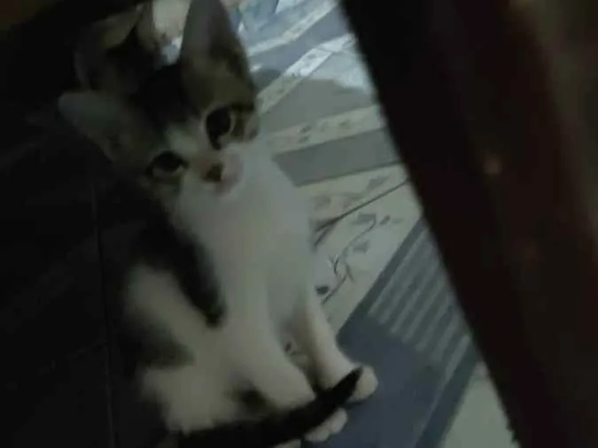 Gato ra a Misturada  idade Abaixo de 2 meses nome Ragnar