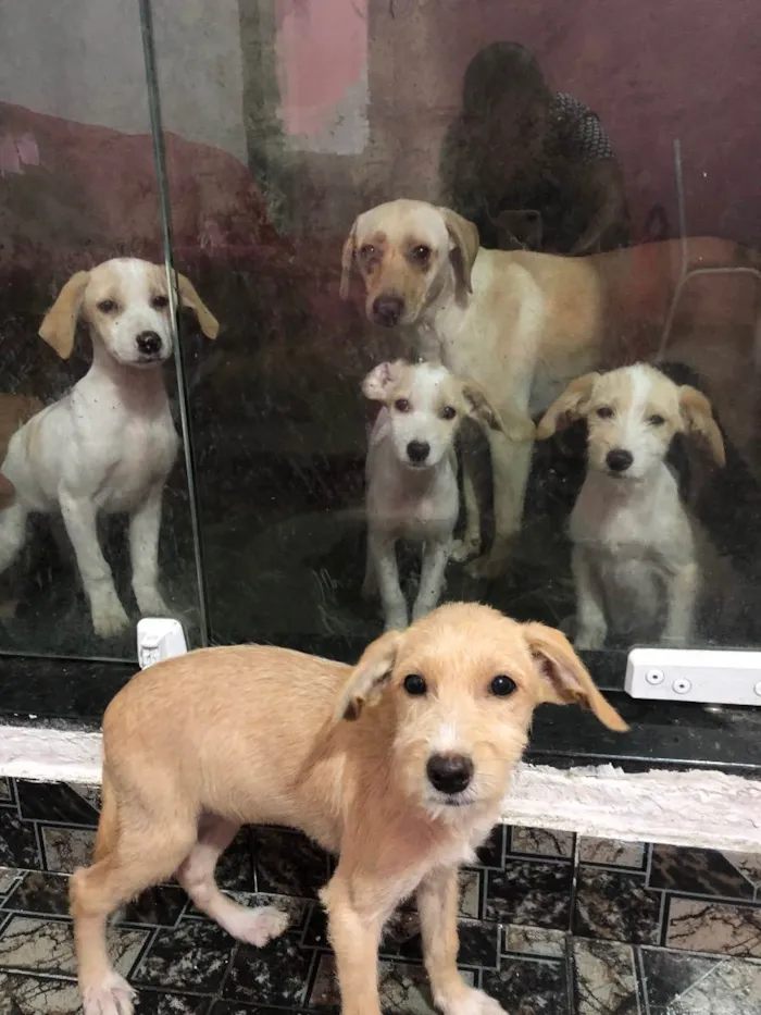 Cachorro ra a Mestiço de labrador idade 7 a 11 meses nome Bob e xereta 