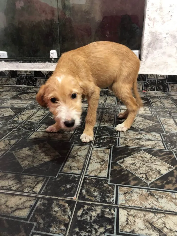 Cachorro ra a Mestiço de labrador idade 7 a 11 meses nome Bob e xereta 