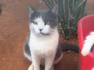 Gato raça  idade 2 anos nome Thomas