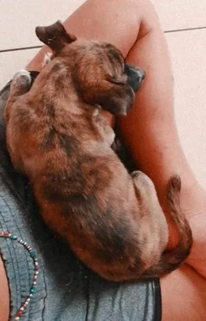 Cachorro raça Vira lata idade 2 a 6 meses nome Julia 