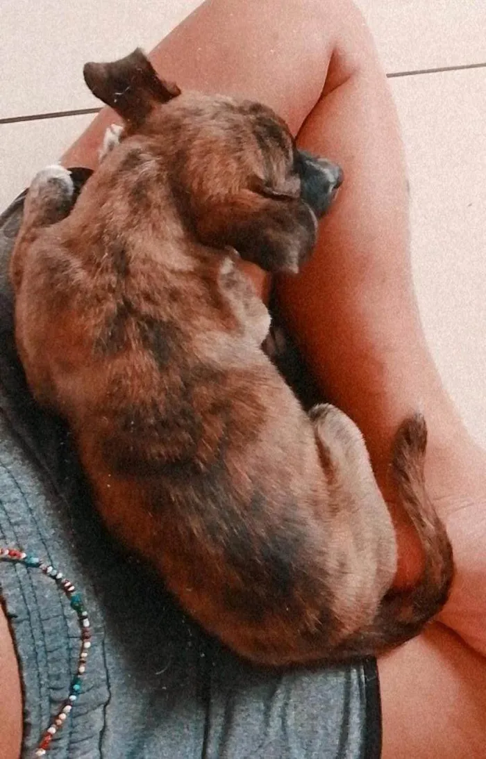 Cachorro ra a Vira lata idade 2 a 6 meses nome Julia 