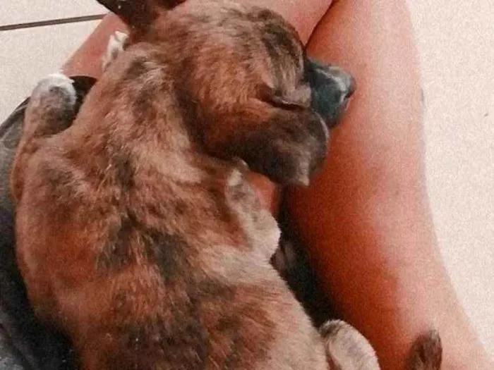 Cachorro ra a Vira lata idade 2 a 6 meses nome Julia 