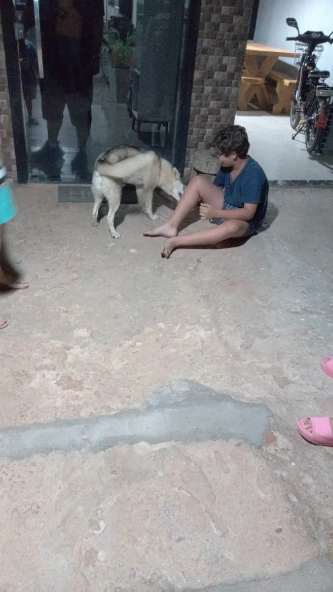 Cachorro raça Husky siberiano  idade 7 a 11 meses nome Sky