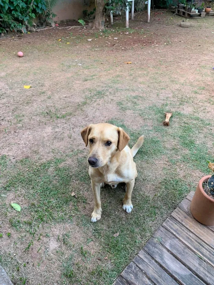 Cachorro ra a Labrador vira lata idade 6 ou mais anos nome Fidel