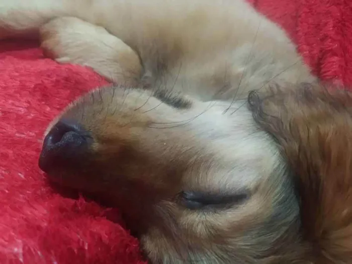 Cachorro ra a Vira-lata idade 2 a 6 meses nome Lobinho