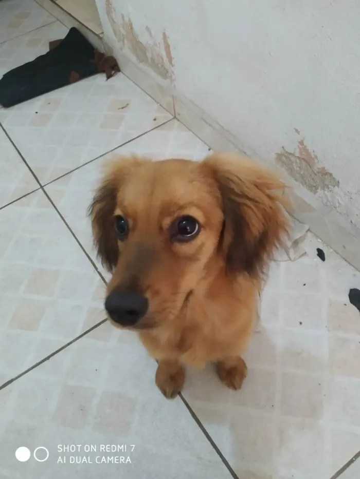 Cachorro ra a Vira-lata idade 2 a 6 meses nome Lobinho