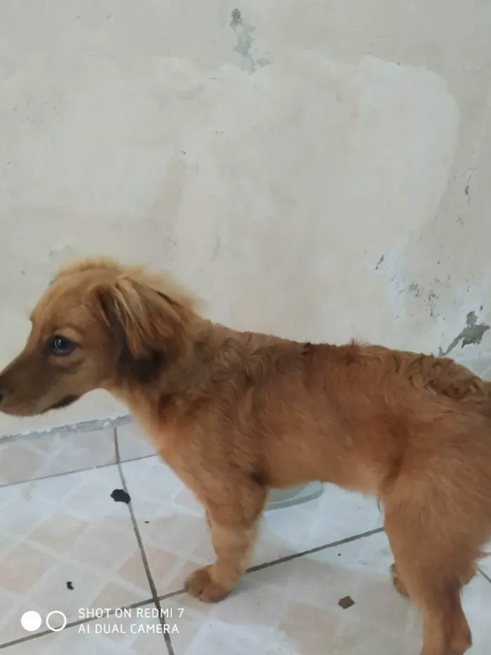 Cachorro ra a Vira-lata idade 2 a 6 meses nome Lobinho