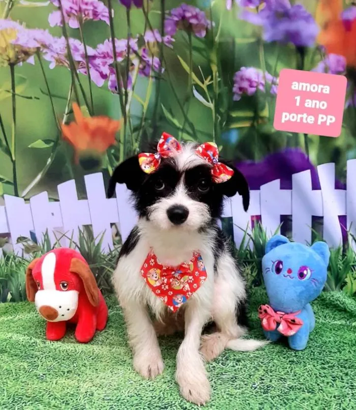 Cachorro raça Srd idade 1 ano nome Amora 