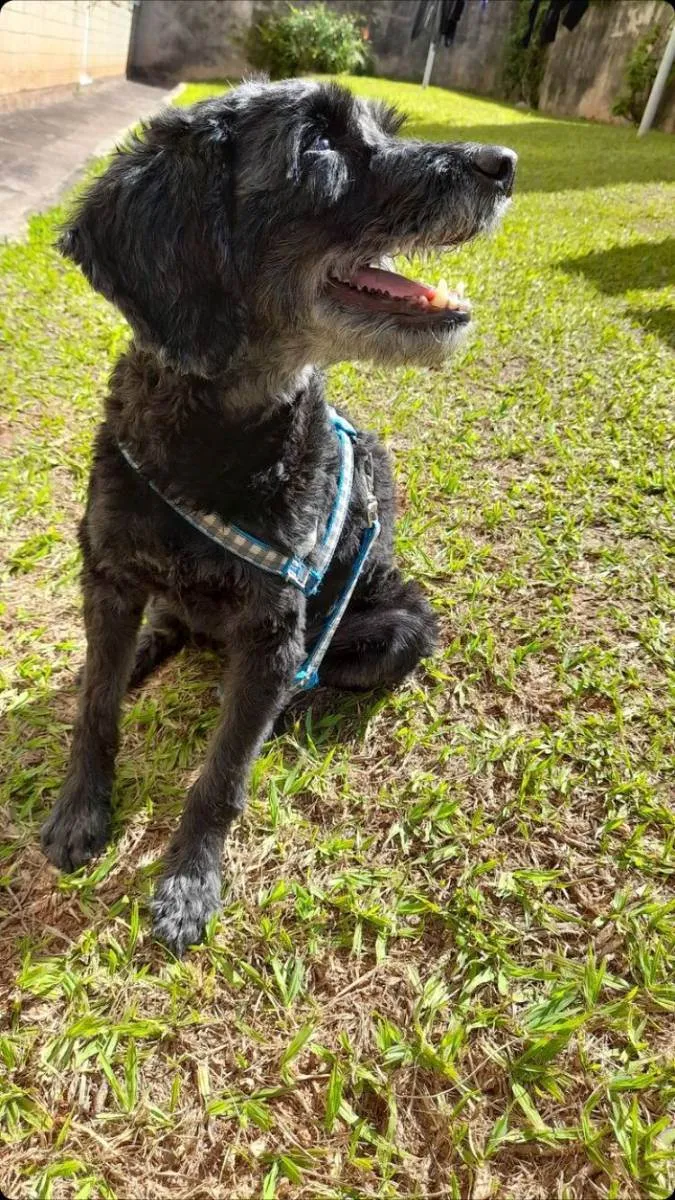 Cachorro ra a Vira lata idade 4 anos nome Jhony