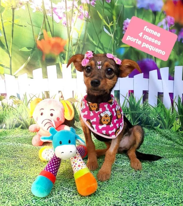 Cachorro raça Srd idade 2 a 6 meses nome Petra 