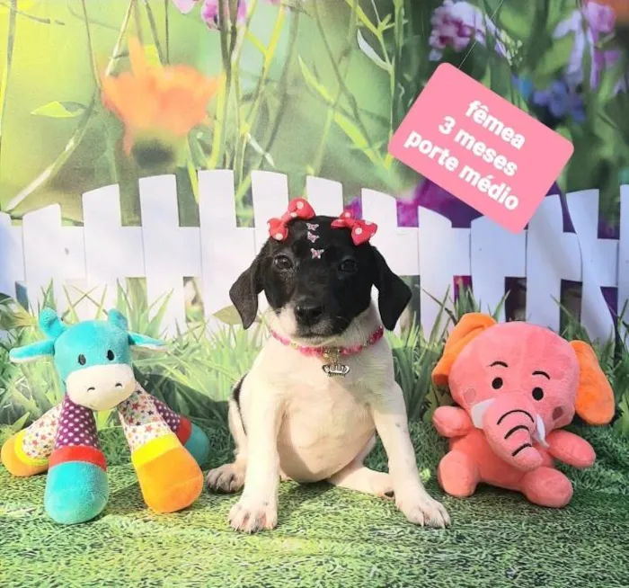 Cachorro raça Srd idade 2 a 6 meses nome Luísa 