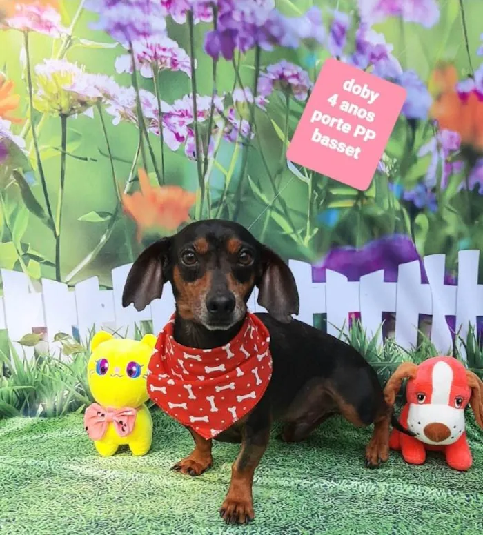 Cachorro raça Basset idade 4 anos nome Doby