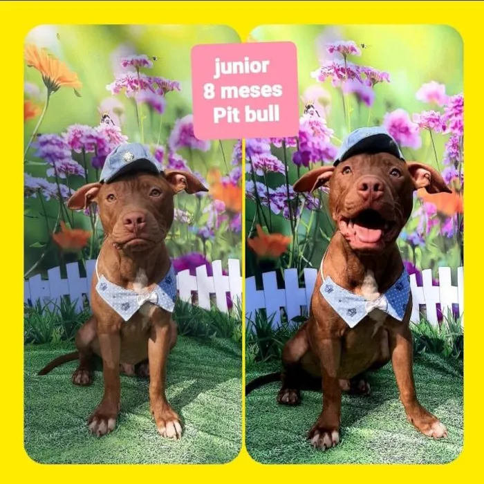 Cachorro raça Pitbull  idade 7 a 11 meses nome Junior 