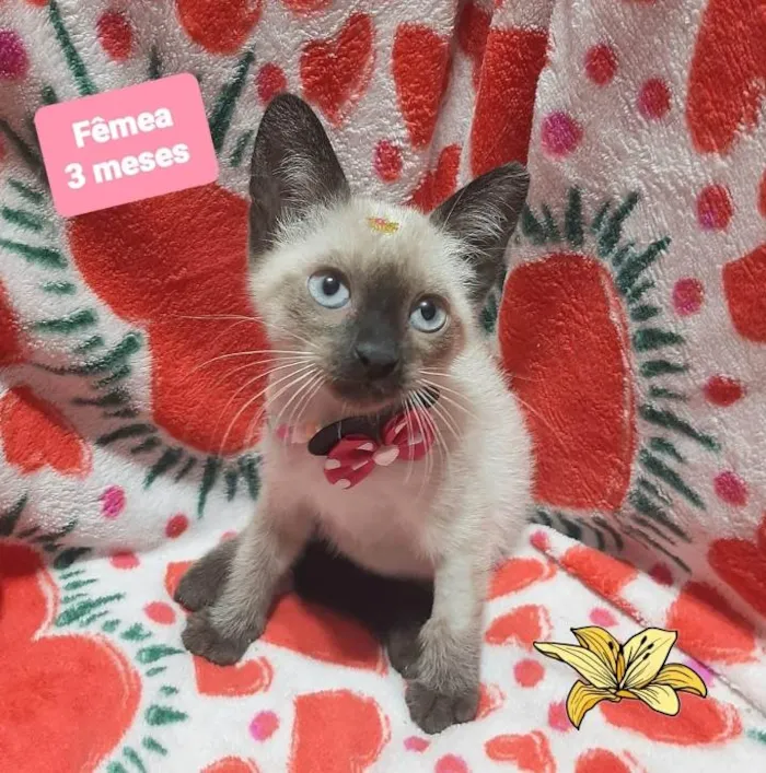 Gato raça Srd idade 2 a 6 meses nome Minnie 