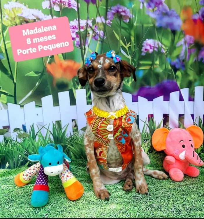 Cachorro raça Srd idade 7 a 11 meses nome Madalena 