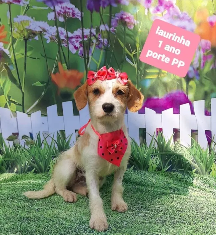Cachorro raça Srd idade 1 ano nome Laurinha