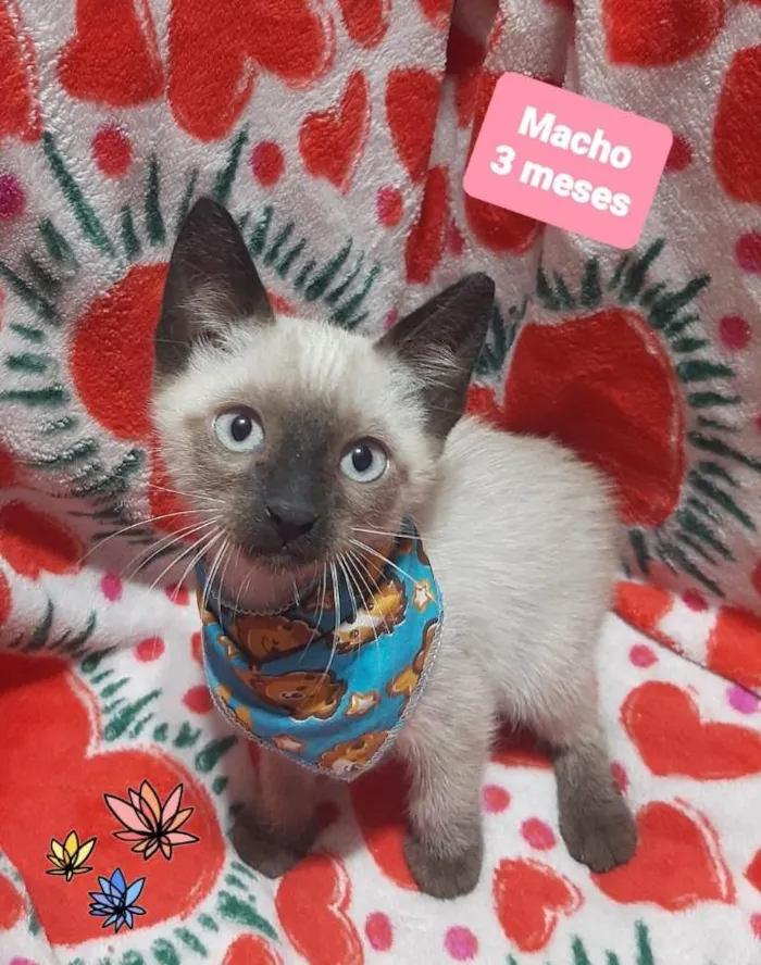 Gato raça Srd idade 2 a 6 meses nome Michael 