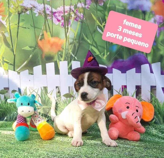 Cachorro raça Srd idade 2 a 6 meses nome Bruxinha 