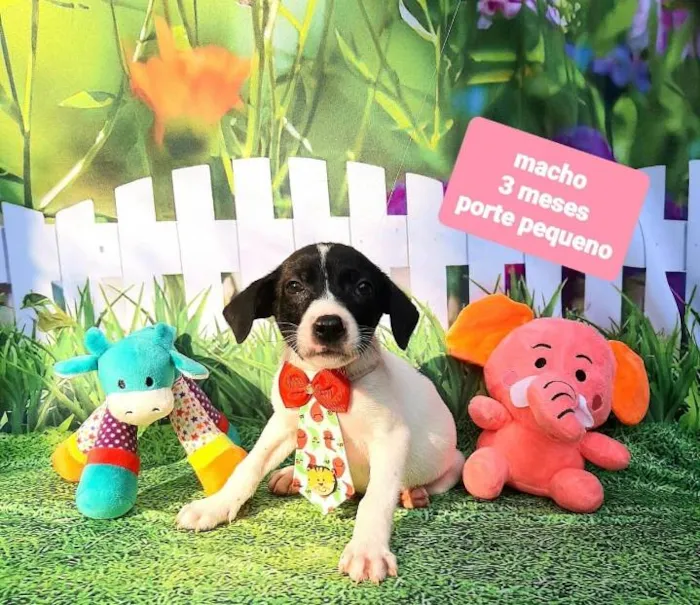 Cachorro raça Srd idade 2 a 6 meses nome Zack