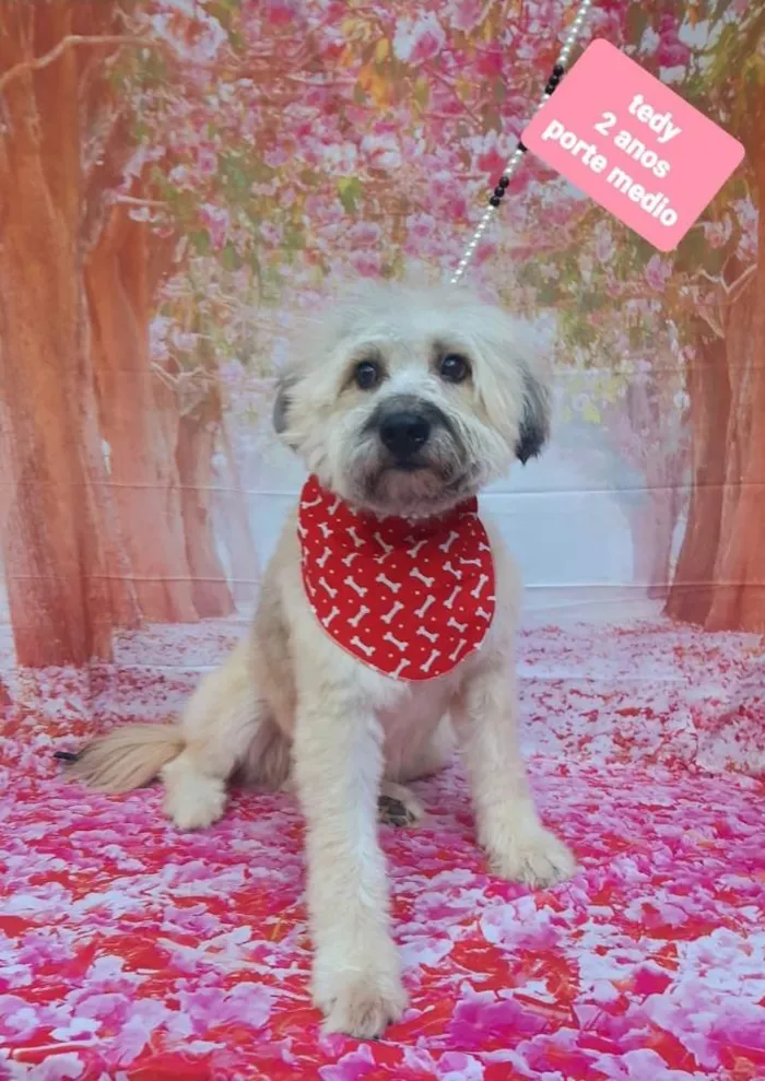 Cachorro raça Srd idade 2 anos nome Tedy