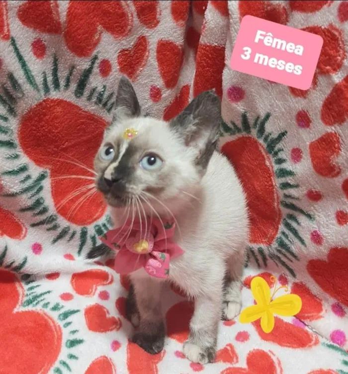 Gato raça Srd  idade 2 a 6 meses nome Nana 