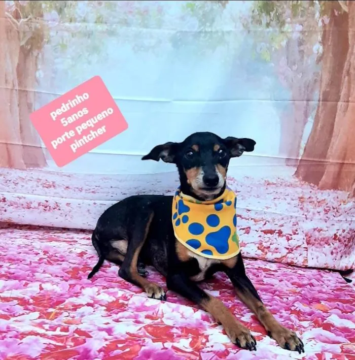 Cachorro raça Pinscher idade 5 anos nome Pedrinho 