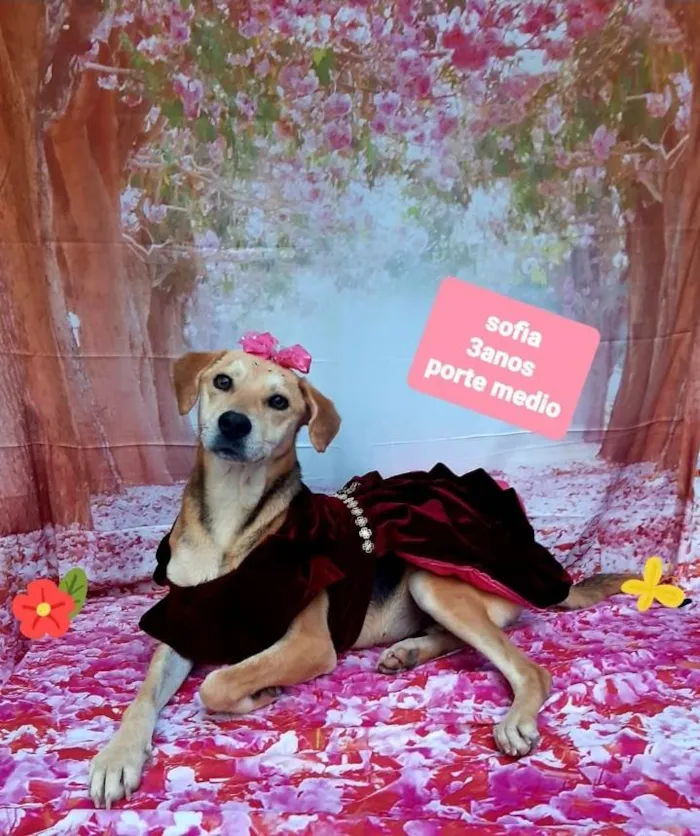 Cachorro raça Srd idade 3 anos nome Sofia 
