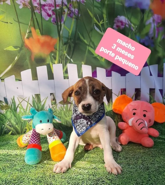 Cachorro raça Srd idade 2 a 6 meses nome Biel