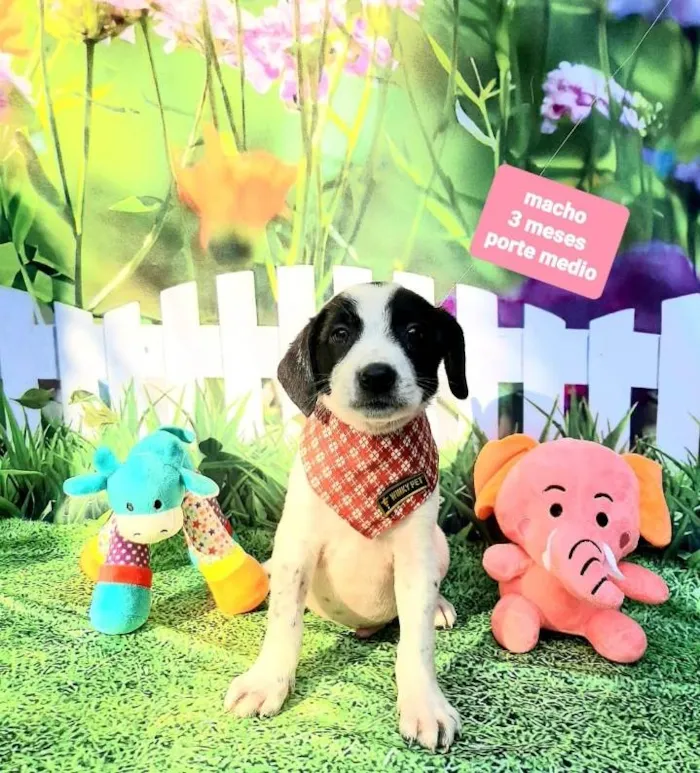 Cachorro raça Srd idade 2 a 6 meses nome Dinho