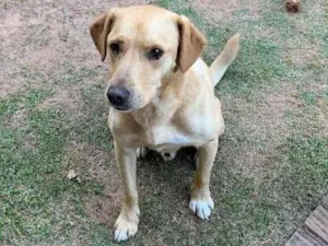 Cachorro raça Labrador vira lata idade 6 ou mais anos nome Fidel