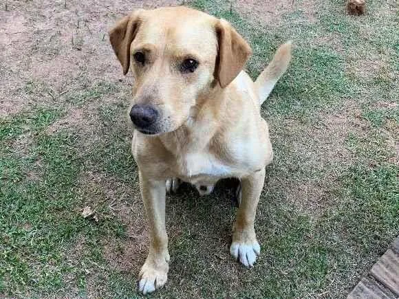 Cachorro ra a Labrador vira lata idade 6 ou mais anos nome Fidel