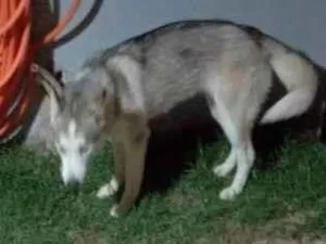 Cachorro raça Husky siberiano  idade 7 a 11 meses nome Sky