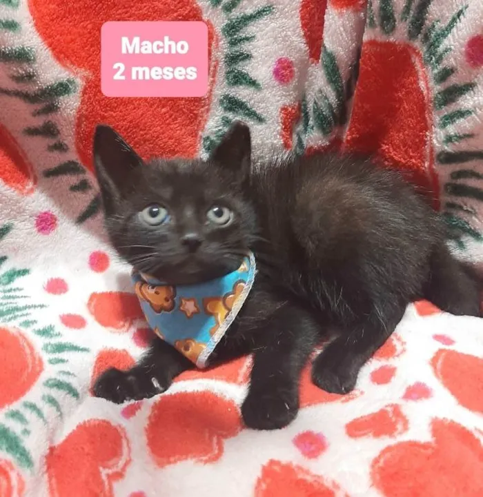 Gato raça Srd idade 2 a 6 meses nome Zeus