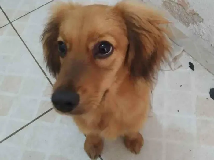 Cachorro ra a Vira-lata idade 2 a 6 meses nome Lobinho