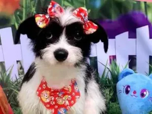 Cachorro raça Srd idade 1 ano nome Amora 