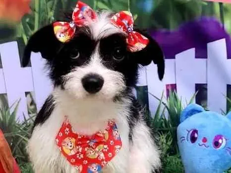 Cachorro raça Srd idade 1 ano nome Amora 