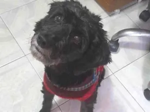 Cachorro raça Vira lata idade 4 anos nome Jhony