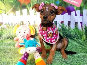 Cachorro raça Srd idade 2 a 6 meses nome Petra 