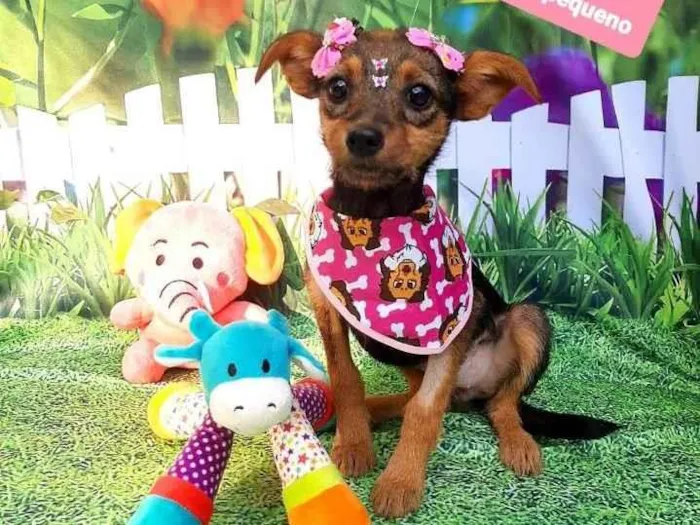 Cachorro raça Srd idade 2 a 6 meses nome Petra 