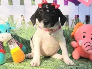 Cachorro raça Srd idade 2 a 6 meses nome Luísa 